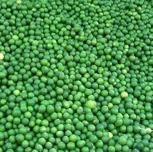 High Quality Export Fresh Lemon and Lime Fruits From India Citrus Fruit Variety