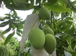 Alphonso mango Export From Vietnam Fresh mango