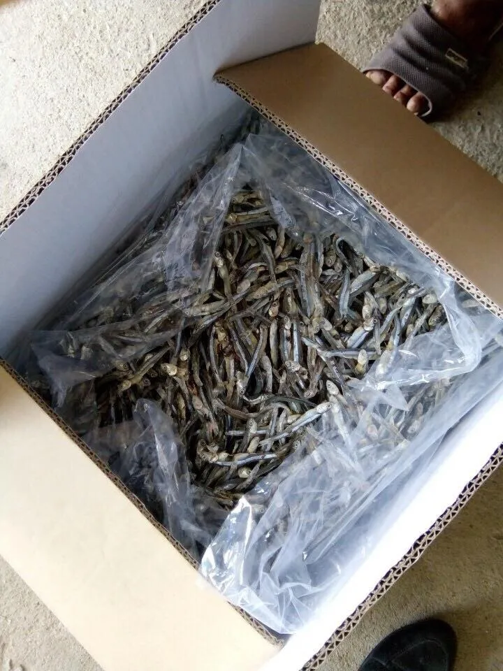 Whole Bulk Dried Anchovy Fish/ Hot Deal 2022 Buy Dried Anchovies