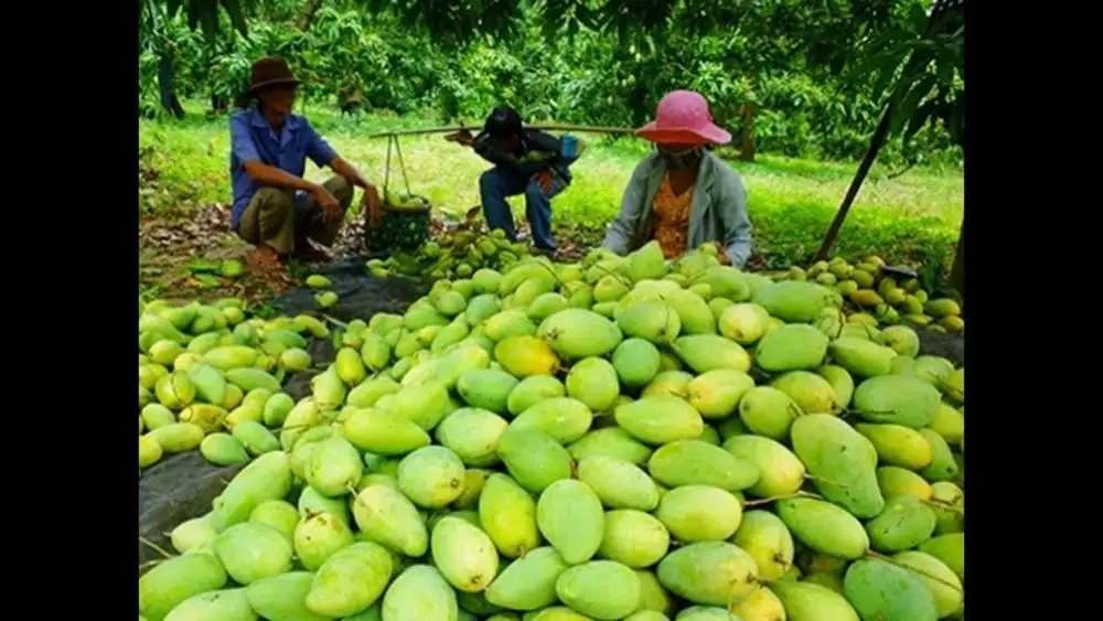 Alphonso mango Export From Vietnam Fresh mango