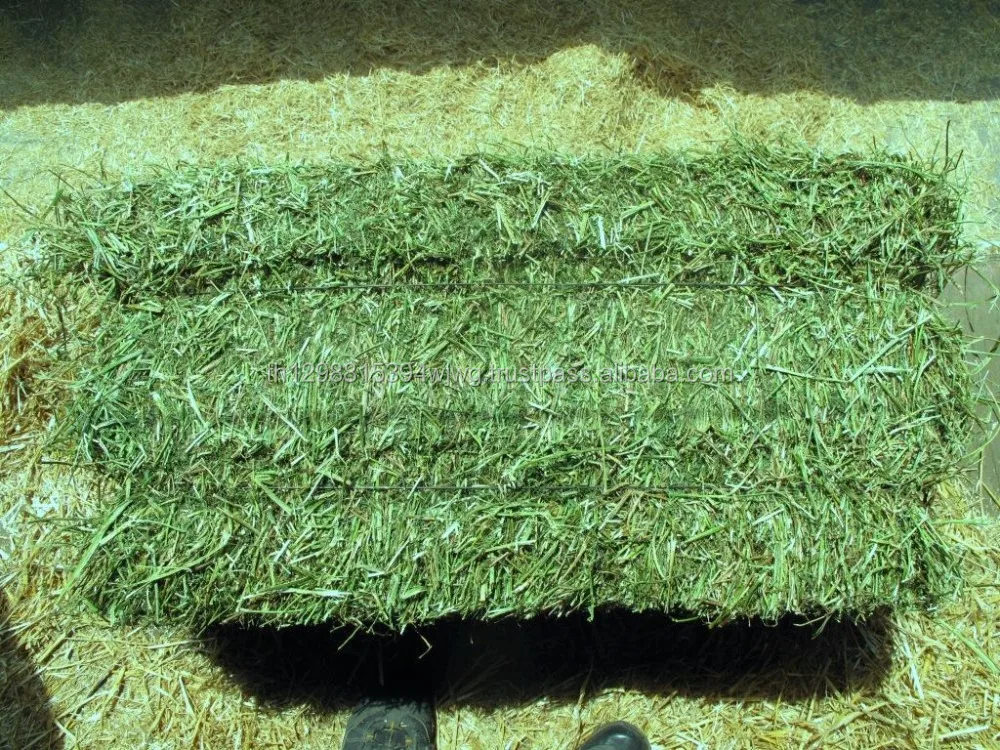 Люцерна для коров. Тюки люцерны bale. alfalfa hay. люцерна трава тюкование. сено люцерны в тюках.