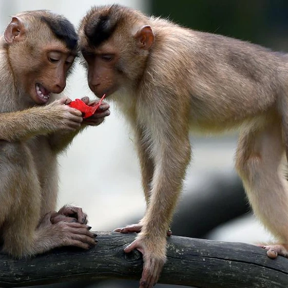 Bebé Monos Capuchinos Para Venta - Buy Los Monos Capuchinos,Los Monos,Capuchino on Alibaba.com