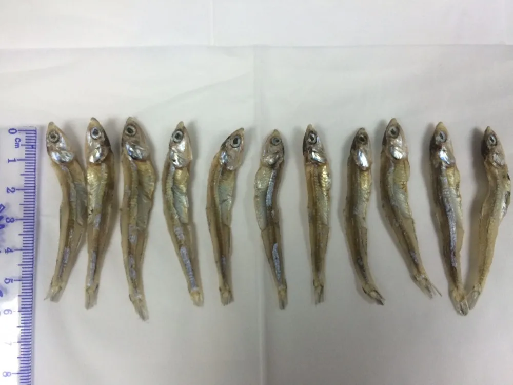Top Quality Fresh Dried Anchovy Fish In Vietnam // Cheap Price // Ms