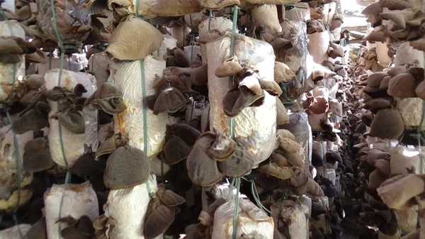 Dried White Back Black Fungus Wood Ear Mushroom Made in Vietnam
