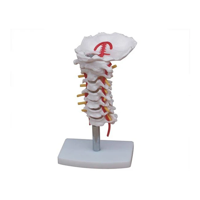 Human Vertebral Column Cervical Vertebra Model Cervical Spine With Neck Artery Occipital Bone