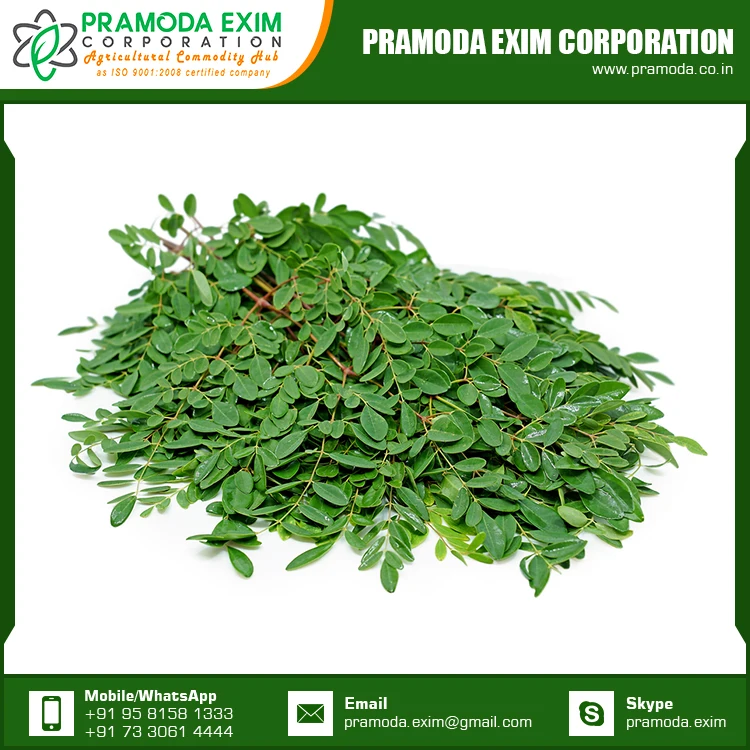 Аюрведическое растение, натуральные свежие листья Моринги