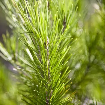 Best Fir Pine Needle Essential Oil