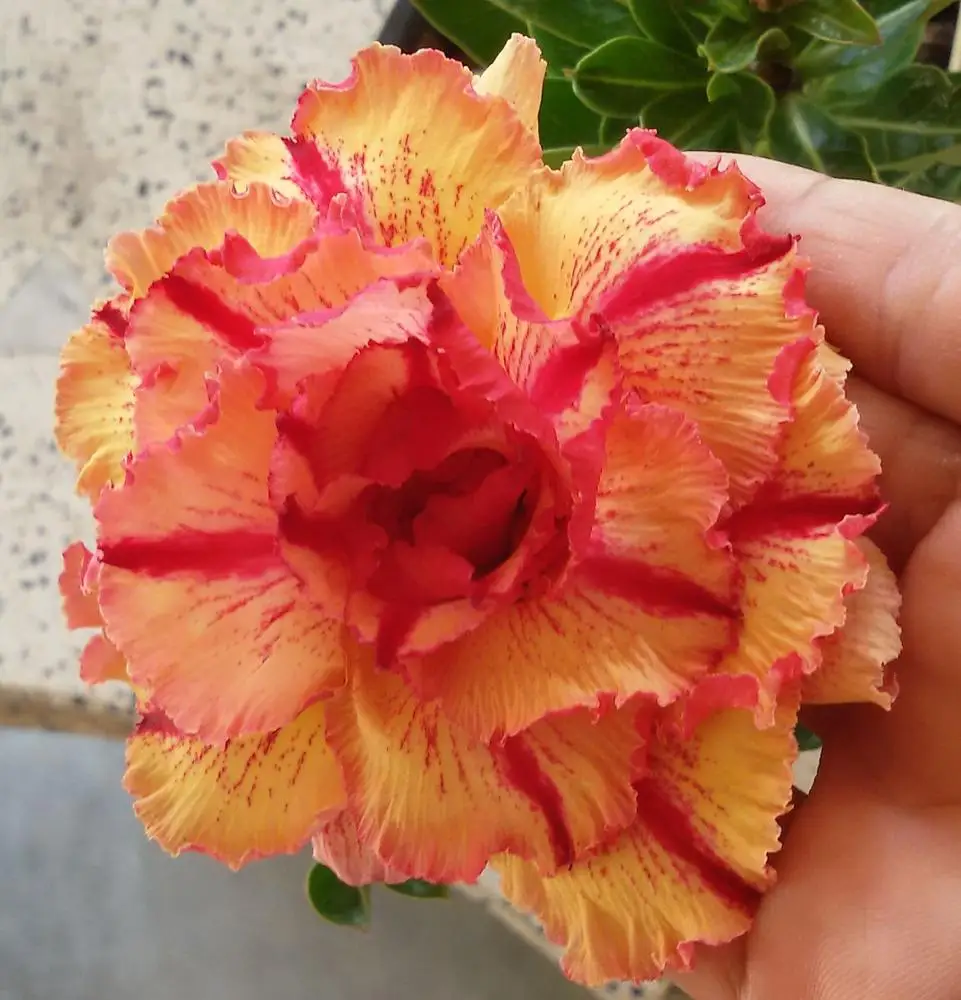 Adenium Mari Gold Buy Adenium For Sale