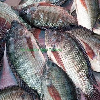 tilapia wholesale