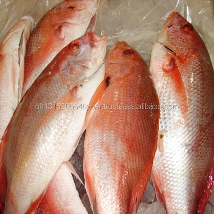 冷凍レッドスナッパー Buy 赤鯛魚 赤鯛魚 赤鯛魚 Product On Alibaba Com