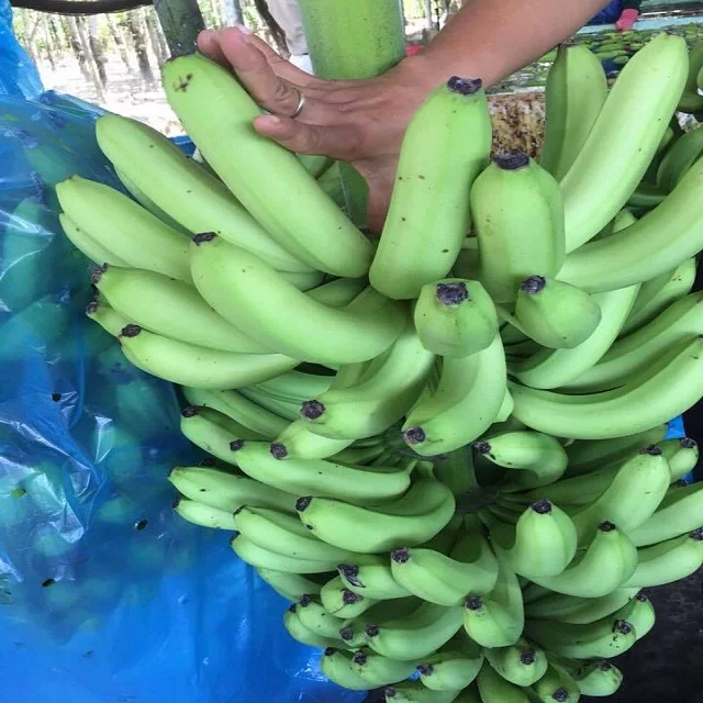 Китайский банан. Бананы в Китае. Green Market банановый. Бананы свежие.