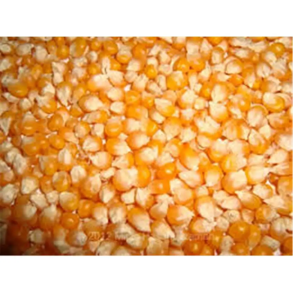 Yellow Corn Animal Feed / Human Consumption Buy Yellow Corn Chicken