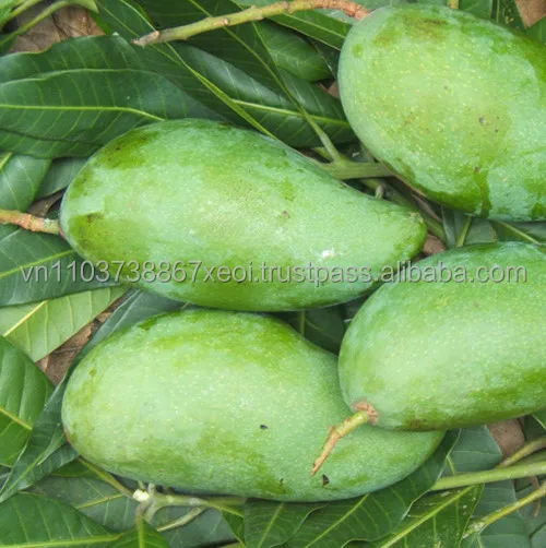 Good Price 100% Fresh Mangoes in the Season