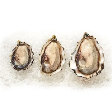 Quality Fresh Oysters Bulk Fresh Oysters Frozen Oysters Wholesale Price View Frozen Oyster Oyster Product Details From Chm G Pty Ltd On Alibaba Com