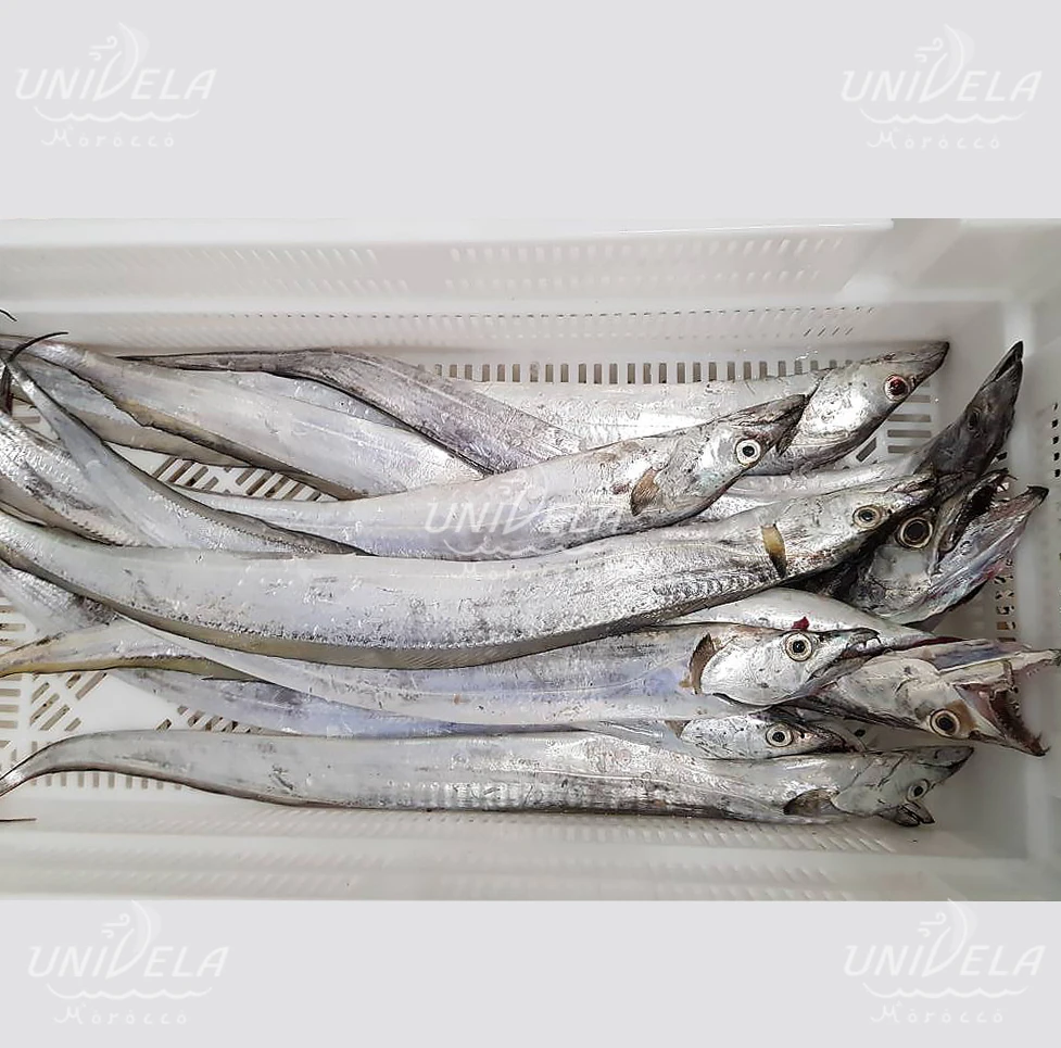 リボンフィッシュbqfwr 100 フックキャッチ Buy リボン魚 良い価格リボン魚モロッコ リボン魚モロッコ Product On Alibaba Com