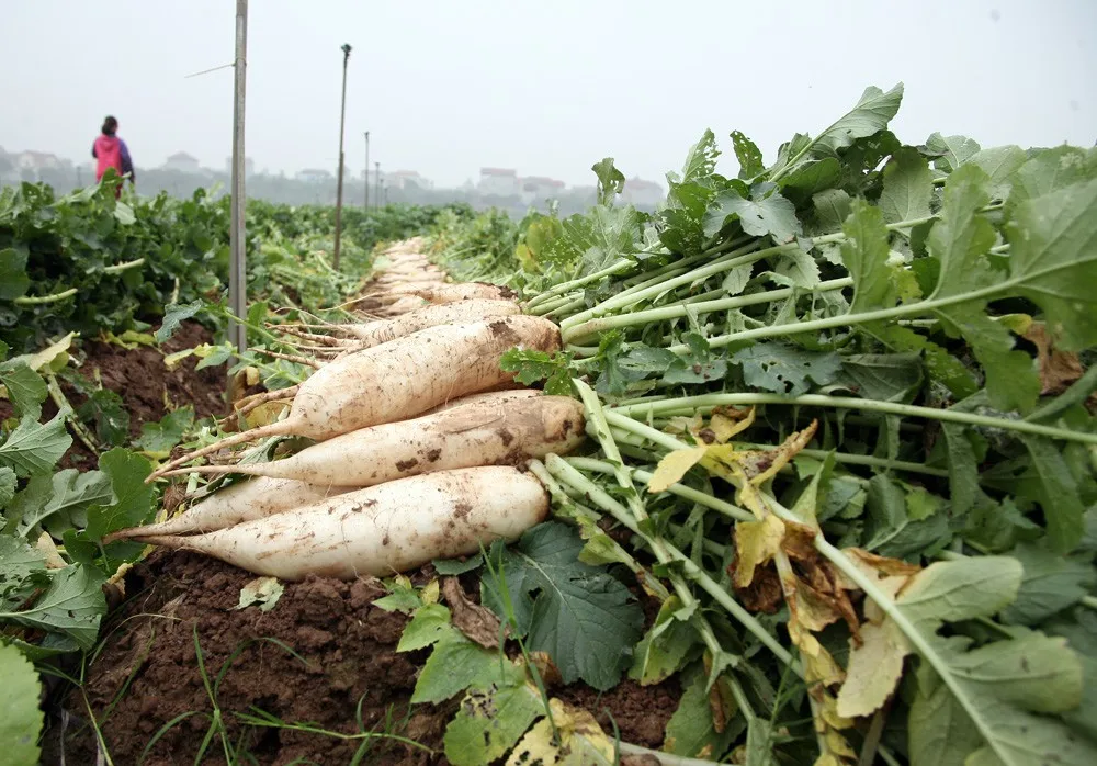 FRESH DAIKON RADISH in BIG SIZE in 2020