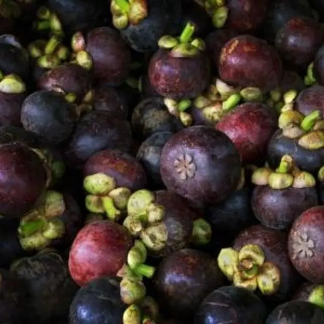 Fresh Mangosteen Buy Fresh Mangosteen Fruit For Sale,Mangosteen