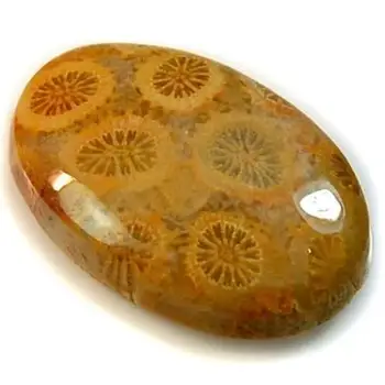 Wholesale Natural Fossil Coral Gems