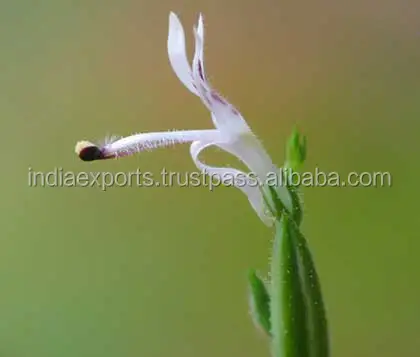 Чистый натуральный экстракт андрографиса паникулы андрографолид