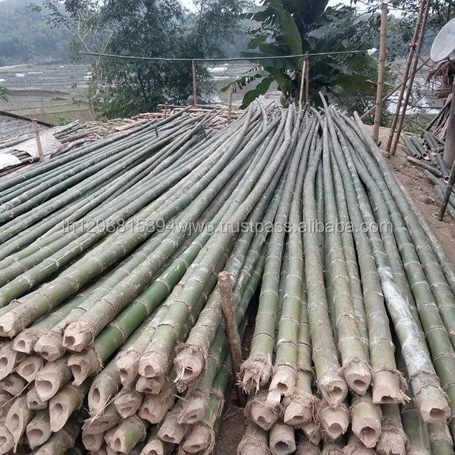 Tonkin Bamboo Poles - Buy Bamboo Poles Sale,Solid Bamboo Poles,Bamboo