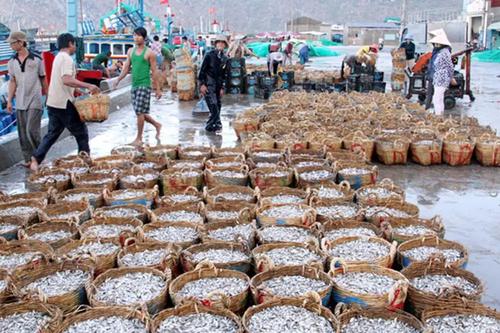 Сухой анчоус рыбы во Вьетнаме