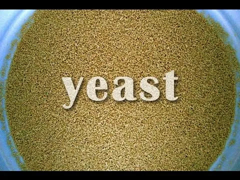 Instant Yeast Dry Active Instant Yeast Buy Yeast Production Equipment Price Of Yeast Per Kg Yeast Price Product On Alibaba Com