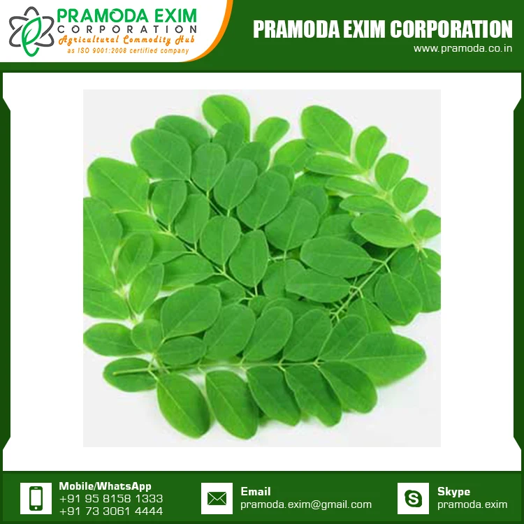 Аюрведическое растение, натуральные свежие листья Моринги