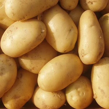 Fresh Potato For Sale Buy Fresh Peeled Potatoes Irish Potatoes For Sale Purple Potatoes For Sale Product On Alibaba Com