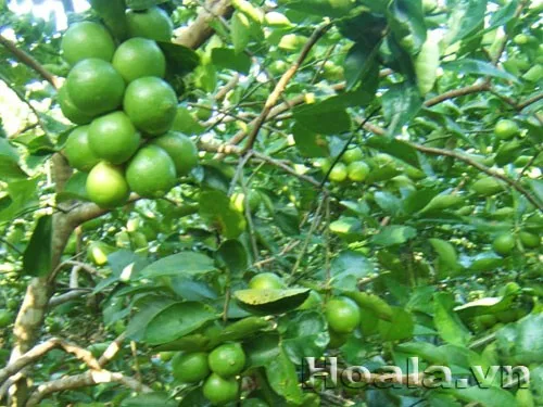 HIGH QUALITY Bearss Seedless Lime/Green Lime/ whatsapp +