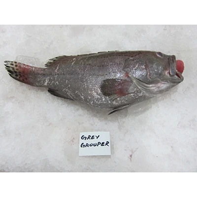 Grey grouper fish Clearance