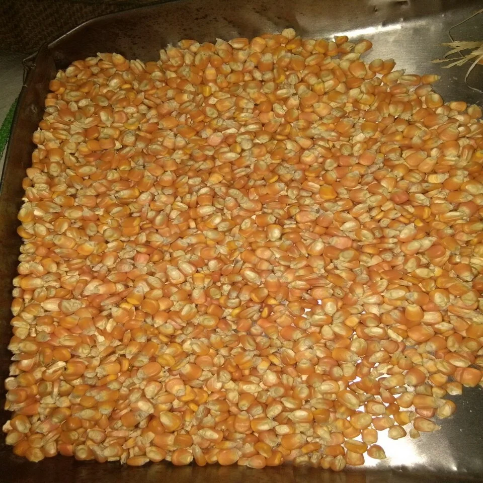 corns.jpg