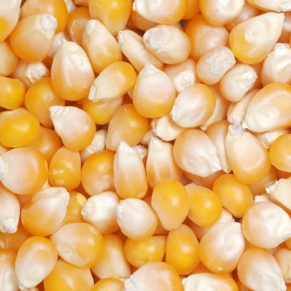 gourmet unpopped popcorn kernels