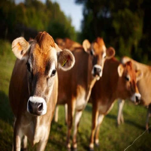 Healthy Live Dairy Cows Pregnant Jersey Cows For Sale Buy Jersey Cow For Sale Healthy Jersey Cow For Sale Crazy Cow Product On Alibaba Com