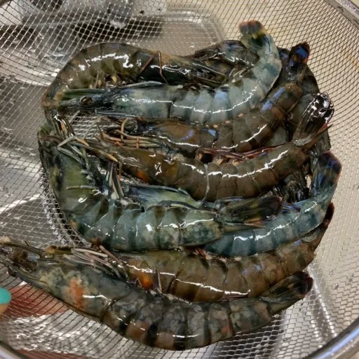 hoso blue panda /blue tiger /ghost prawn /giant tiger prawn (ms