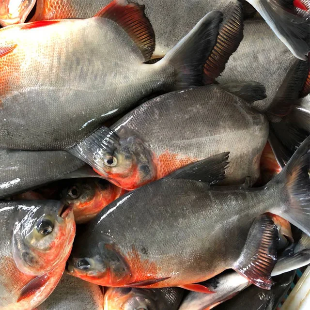 pond pomfret fish