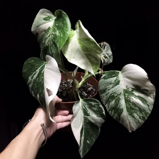 Real Plants Monstera Albo Variegated Of Indoor Bonsai Buy Monstera Variegated Monstera Monstera Albo Variegated Product On Alibaba Com