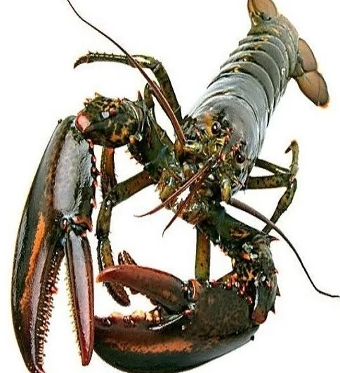 Lobsters 2.jpg