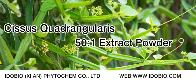 Cissus Quadrangularis Extract 50:1