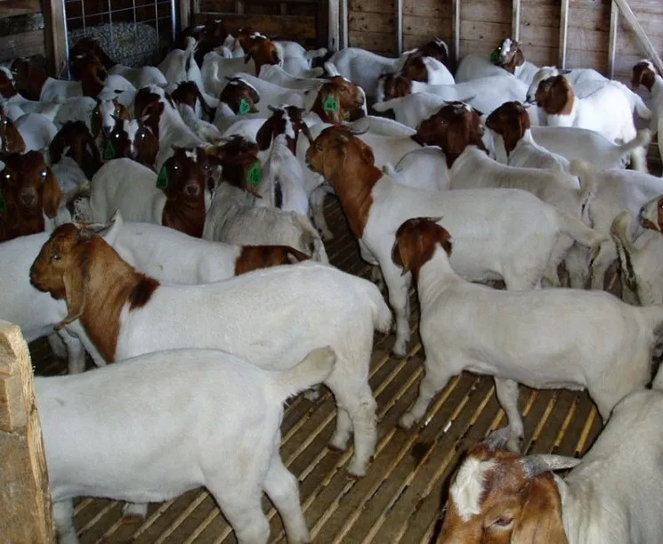 Live well fed Boer Goats