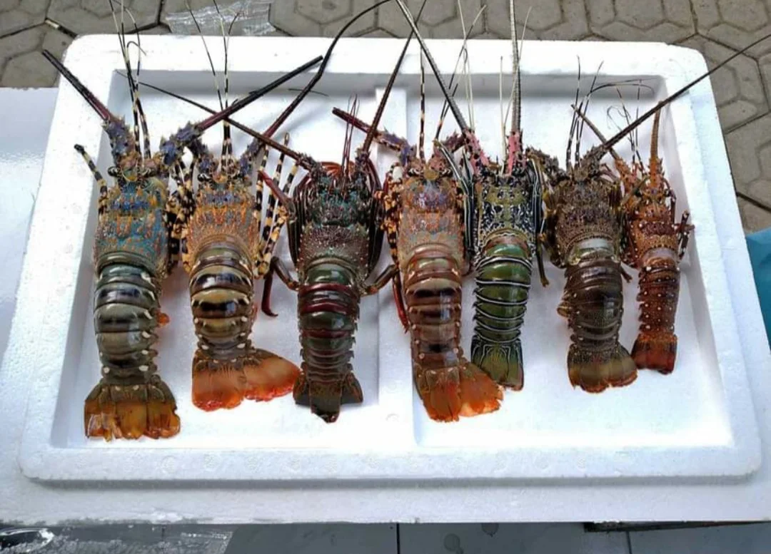 lobster.t.jpg