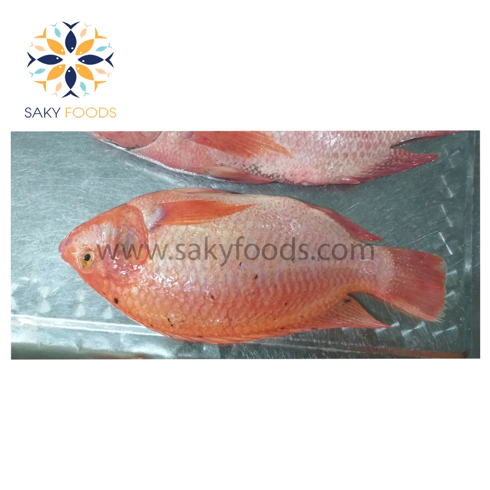 New Arrival Red Tilapia Wholesale Price Frozen Fish Tilapia Buy