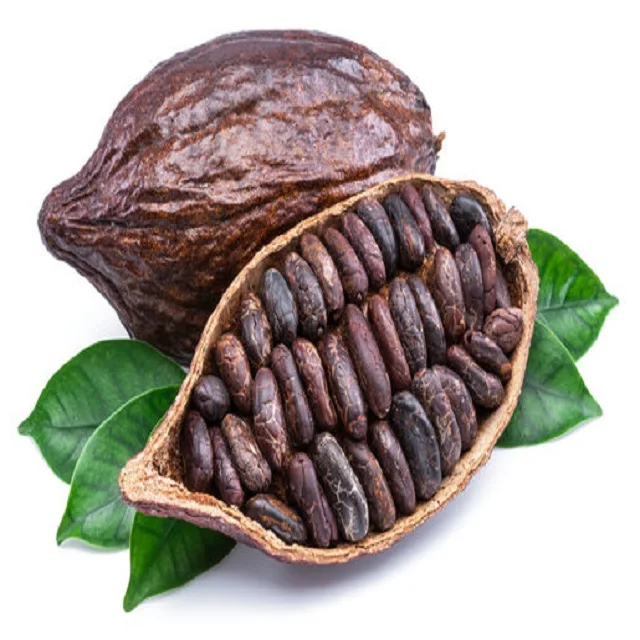 Цены на какао бобы. Какао Бобы. Сушеные какао Бобы. Качественный вьетнамский какао. Лучший вьетнамский какао.