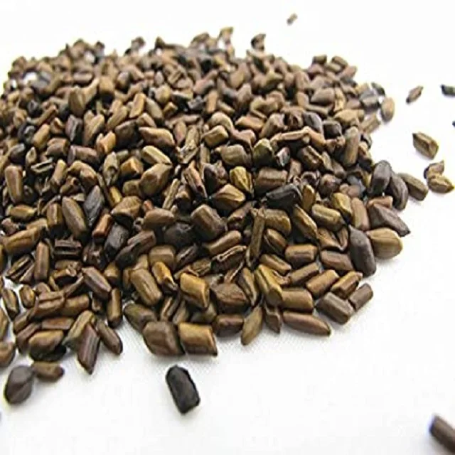 cassia tora.jpg