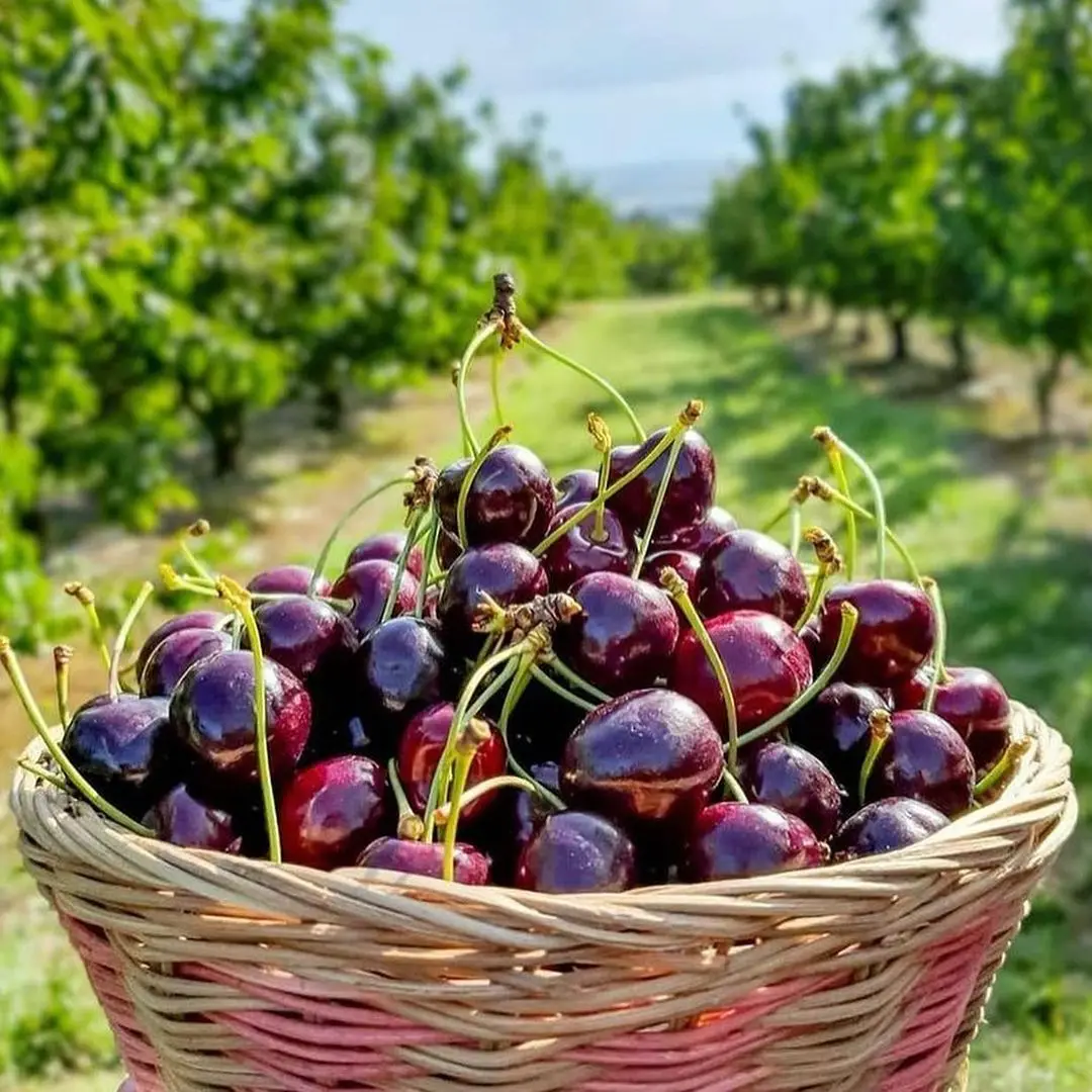 top grade cherry cheap price cherry hot sale fresh fruit cherry