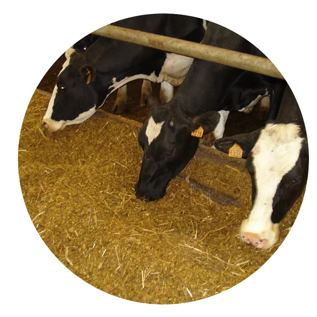 Buyanimalfeet Clearance