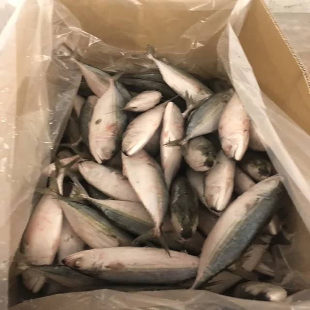 好价钱新冻马鲭鱼 Buy 印度鲭鱼冻结 冷冻印度鲭鱼 冷冻印度鲭鱼从越南product On Alibaba Com