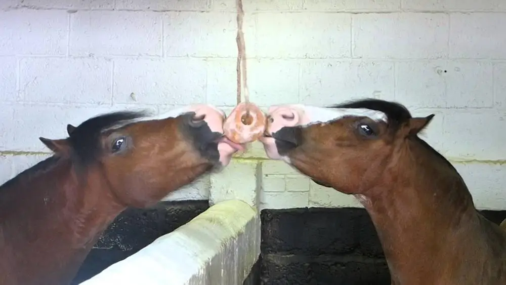 ГИМАЛАЙСКАЯ СОЛЬ, лижущий цилиндр, соль, лижущий корм, минеральный камень, 11 фунтов