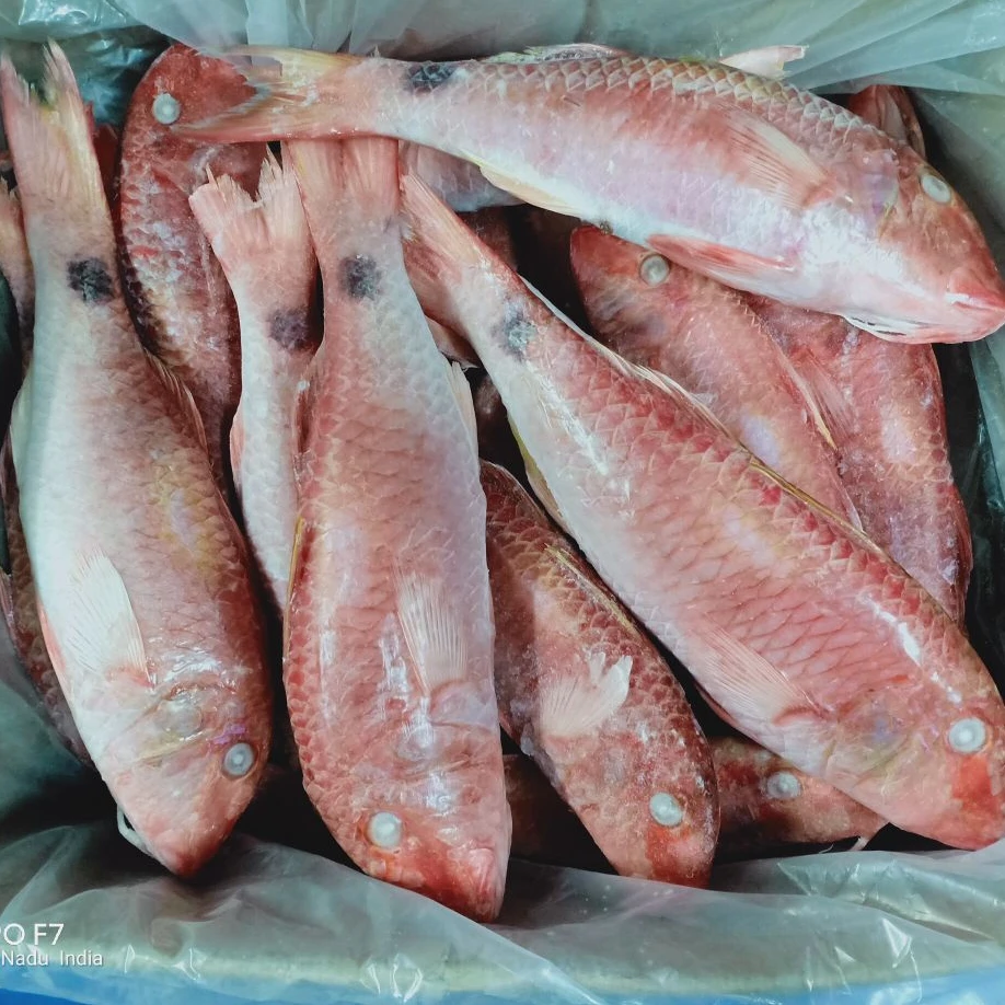 frozen red mullet whole