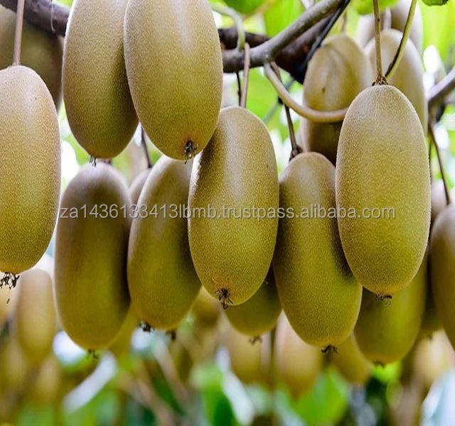 KIWI 1.jpg