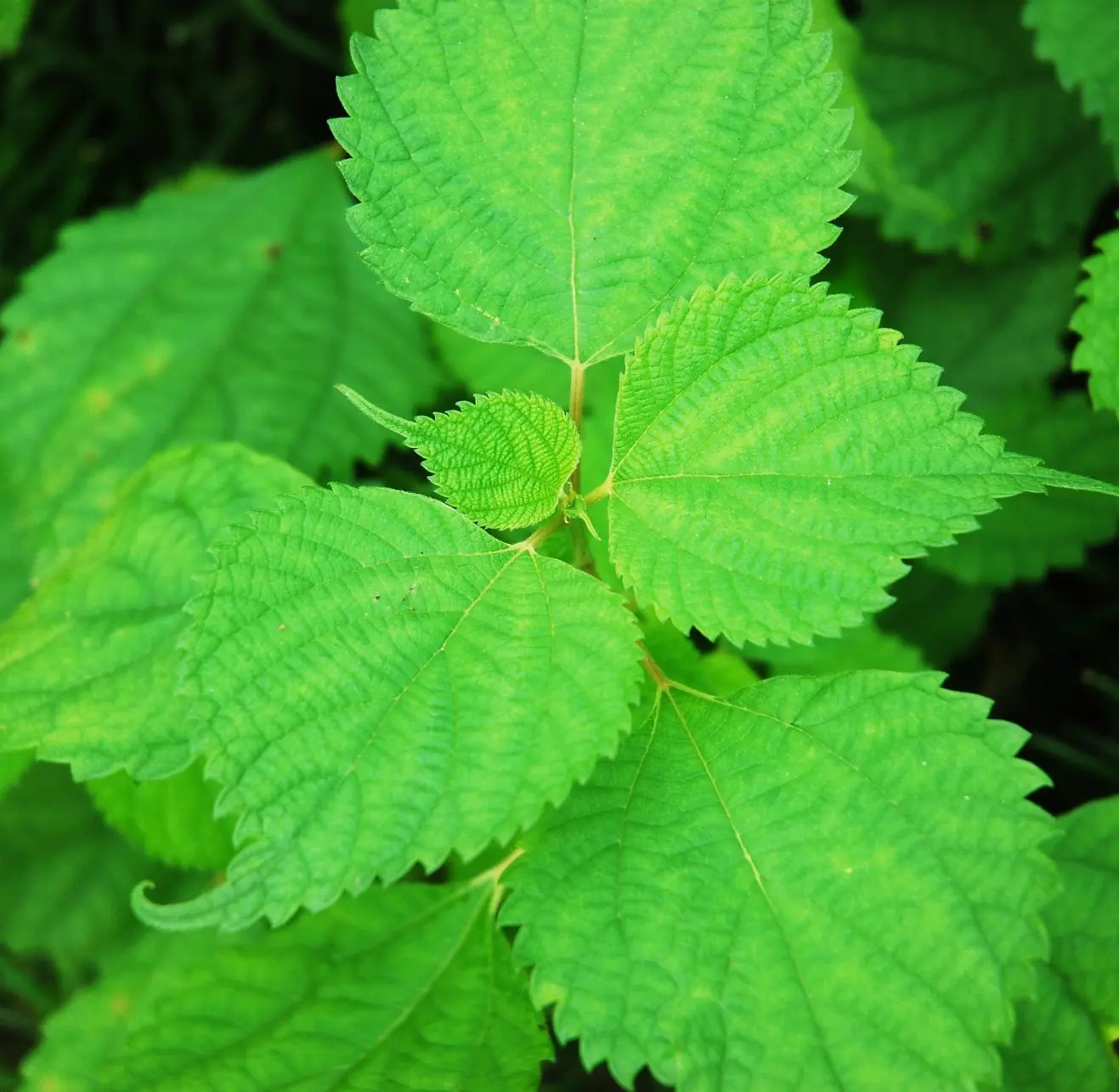 日本优质紫苏叶提取物原料粉日本生产保健食品和膳食补充剂